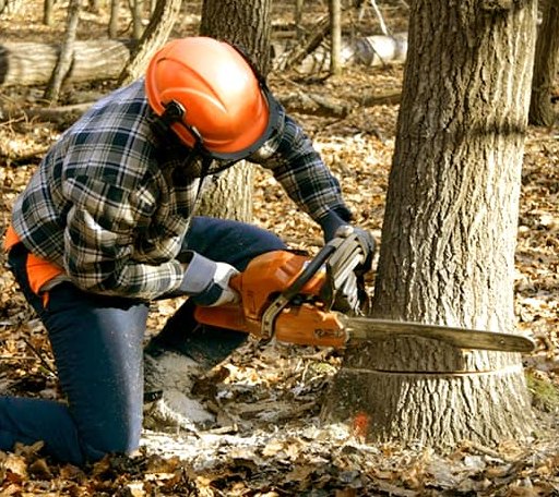 Tree Removal in Pine Bluffs, WY
